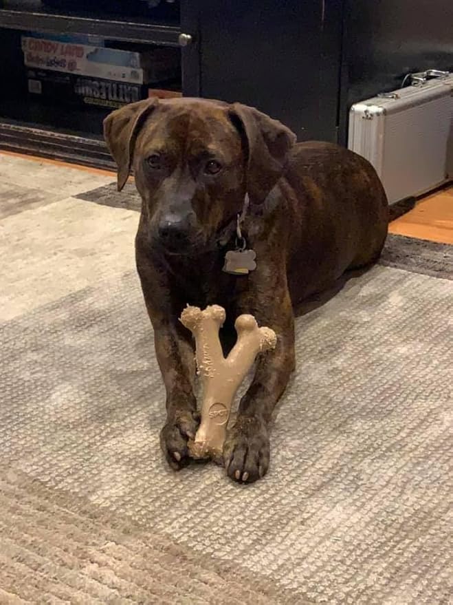 SPOT Bam-Bones Wishbone - Made with Strong Bamboo Fiber, Durable Long Lasting Dog Chew for Light to Moderate Chewers, Great Toy for Adult Dogs & Teething Puppies Under 50lbs, 7in, Chicken Flavor