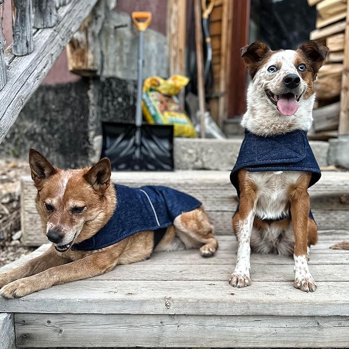Carhartt Firm Duck Insulated Dog Chore Coat, Durable Weather Resistant Jacket for Cold and Windy Conditions, PFAS Free (Denim), Medium