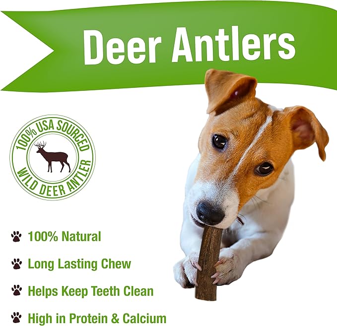 Buck Bone Organics Dog Chews, Deer Antlers for Dogs, Long Lasting Dog Bones for Aggressive Chewers, All Natural, No Preservatives, Wild Shed in The USA, Small/Medium 6 Pack