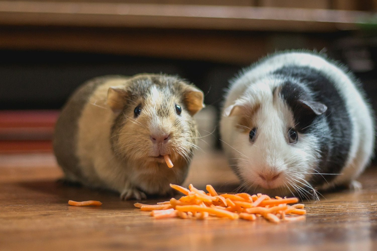 Small Pet Supplies