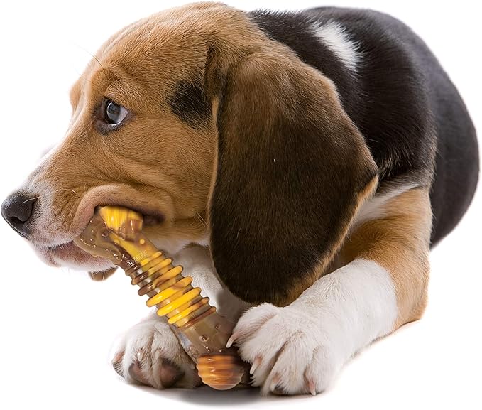 Nylabone Flavor Frenzy Dental Bone Power Chew Toy, Dog Toys for Aggressive Chewers, Philly Cheesesteak, Medium - Up to 35 lbs, 1 Count